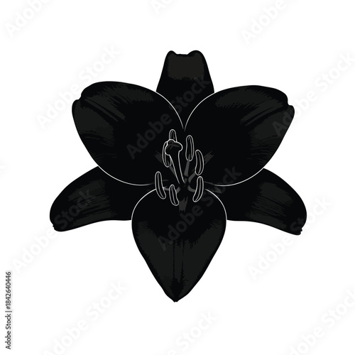 Elegant black orchid flower silhouette