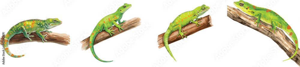 Fototapeta premium Watercolor set isolated illustration of bright green Madagascar day gecko lizard with orange spots resting on wooden branch. Isolated on a white background
