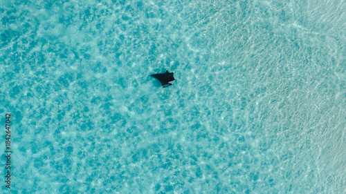 Aerial view of a manta ray gliding through the crystalline turquoise waters, a dark silhouette against the shimmering seabed, Great Harbour Cay, Berry Islands, The Bahamas.