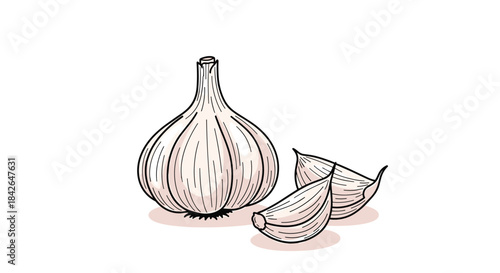 A simple and elegant hand-drawn sketch of a whole garlic bulb with several individual cloves next to it for cooking.