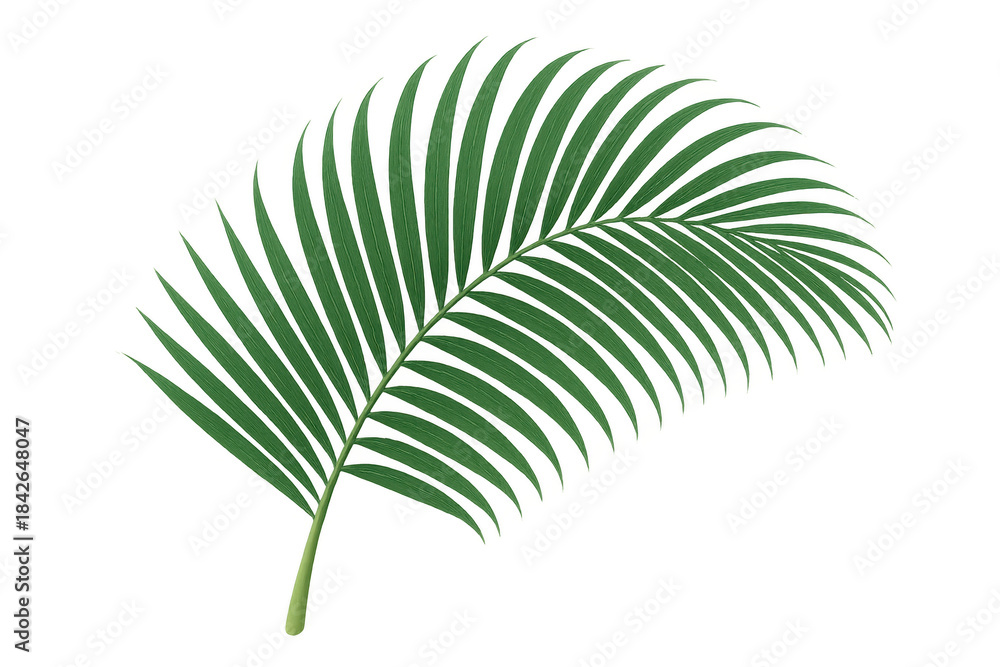 Obraz premium Palm frond element with green tropical leaves on transparent background, adding a natural touch to designs