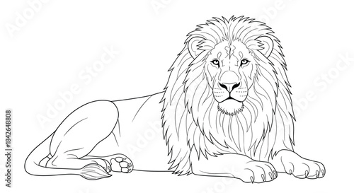 A realistic and majestic male lion with a full, detailed mane lies peacefully in a black and white line art illustration.