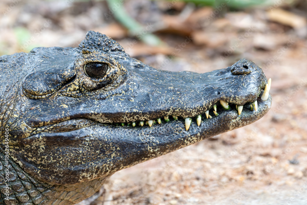 Obraz premium The yacare caiman (Caiman yacare) is a medium-sized carnivorous reptile native to the vast wetlands of South America, with the largest population concentrated in the Pantanal region of Brazil.