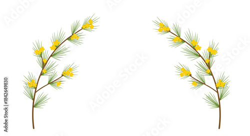 A delicate and simple frame made from two blooming pine or mimosa branches with yellow flowers and green needles.