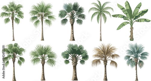Collection of detailed tropical palm tree and banana plant vector illustrations featuring diverse foliage, natural colors, exotic leaves, and botanical design elements