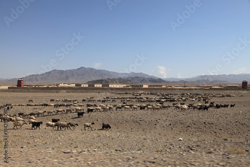 View of a herd of sheep grazing on the arid land near a long building with red towers, under a clear blue sky, Quetta, Balochistan, Pakistan.