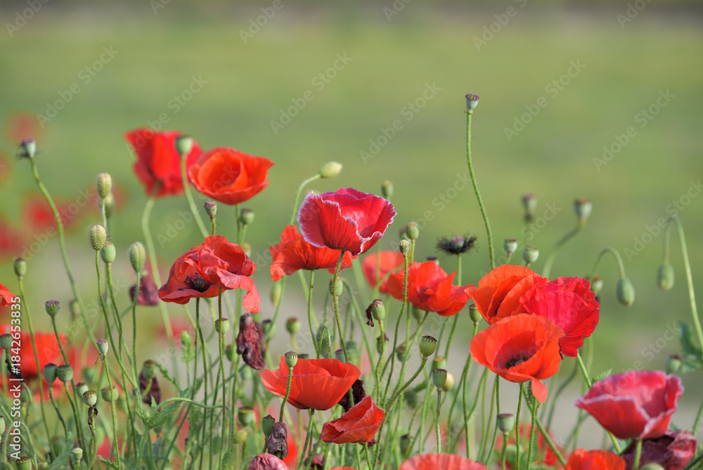 Obraz premium Red flower of corn poppy, Papaver rhoeas