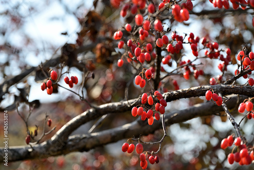 Red fruits of cornus officinalis, Ripe Japanese cornelian cherry, on the branch