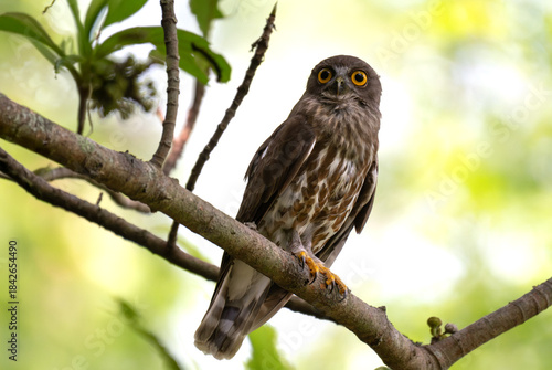 Fotografija A striking, detailed of a Brown Hawk owl, Brown boobook perched on a dark, mossy branch, set against a beautifully soft, blurred background of lush green tropical foliage