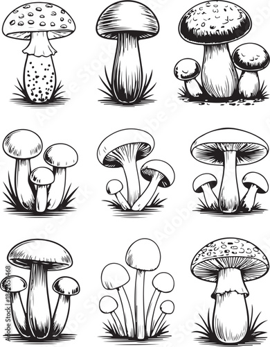 Mushroom Set Hand-Drawn Vintage Engraving Collection.Detailed black and white sketch of a mushroom with intricate lines and shading. Mushroom Cluster Vector Icons Botanical Line Art Set.