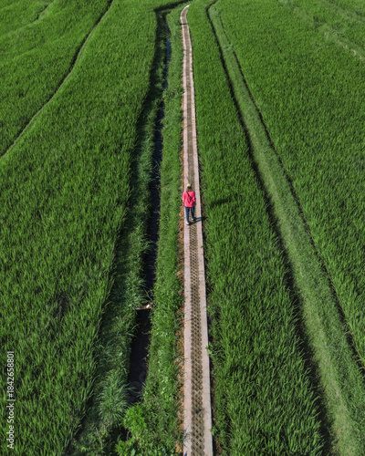 Aerial View Woman Walking Path Through Emerald Rice Paddies, Solo Traveler In Red Jacket