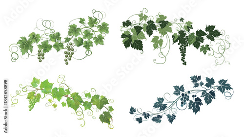 Simple elegant botanical illustration of a grapevine, grape leaves and vine branch vector design