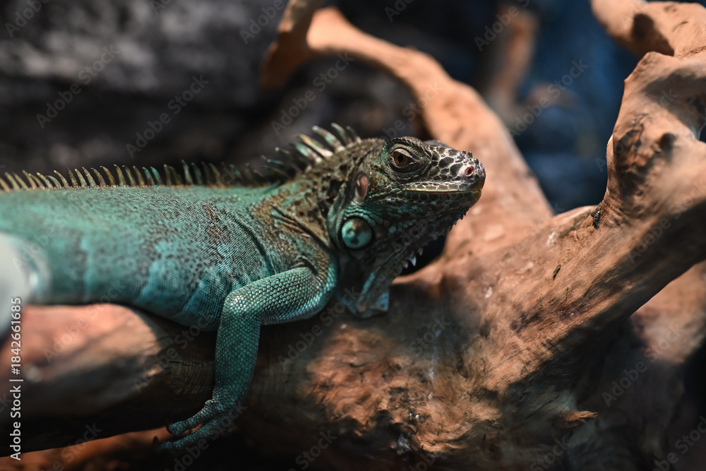 Fototapeta premium Reptiles lizards