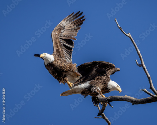 Bald Eagle in flight after mating.