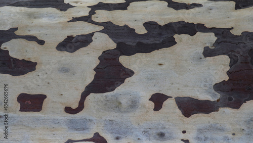 Gum tree (Eucalyptus) bark texture background (Perth, Western Australia)