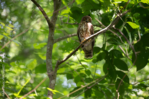 Schilderij op canvas A striking, detailed of a Brown Hawk owl, Brown boobook perched on a dark, mossy branch, set against a beautifully soft, blurred background of lush green tropical foliage