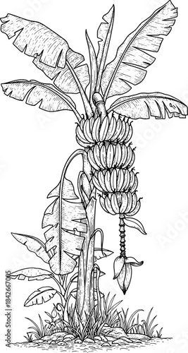 clean botanical line illustration of a banana tree with broad leaves fruit stalk and organic details rendered in minimal monochrome style for educational resources packaging labels and botanical theme