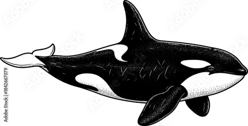 vintage engraving style marine illustration of an orca whale in clean side profile with bold monochrome line shading for wildlife education nautical decor and professional design use