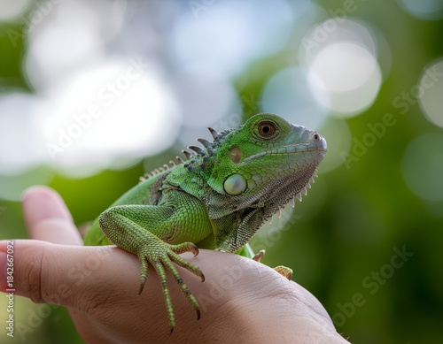 Wallpaper Mural Green basilisk reptile lizard on a tropical tree palm Torontodigital.ca
