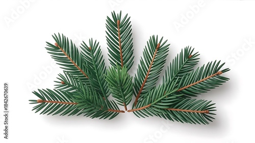 Christmas tree branch with green needles isolated on white background