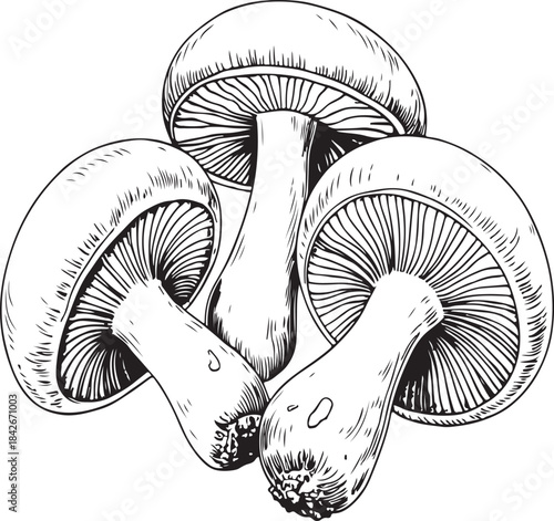 Mushroom Line Art Illustration. Detailed Isolated Mushroom Illustration Fungi Organic Autumn Vegetarian Food. Mushroom Hand-Drawn Collection.