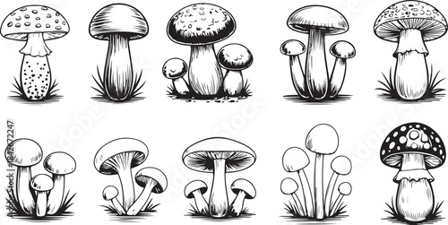 Mushroom Hand-Drawn Collection. Mushroom Vintage Sketch Set. Detailed black and white sketch of a mushroom with intricate lines and shading. Vector illustration.