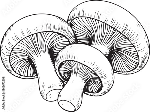 Mushroom Line Art Illustration. Detailed Isolated Mushroom Illustration Fungi Organic Autumn Vegetarian Food. Mushroom Hand-Drawn Collection.