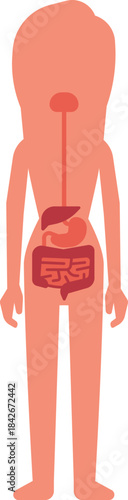 A woman s internal organs are shown in red