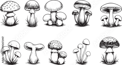 Detailed Isolated Mushroom Illustration Fungi Organic Autumn Vegetarian Food. Mushroom Hand-Drawn Collection. Detailed black and white sketch of a mushroom with intricate lines and shading. 