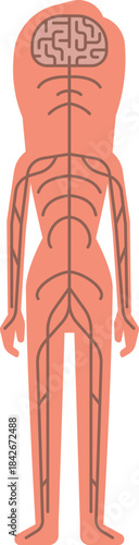 A woman s body is shown in a cartoonish style, with a large brain