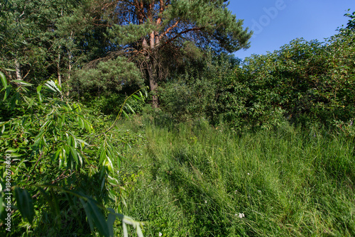 Lush green forest pathway lined with trees under clear blue sky during daylight