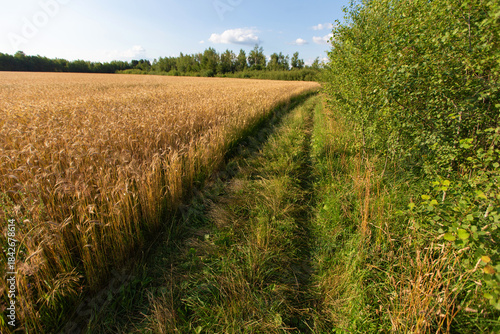 Wheat field with a winding path surrounded by greenery under a clear blue sky in late afternoon light
