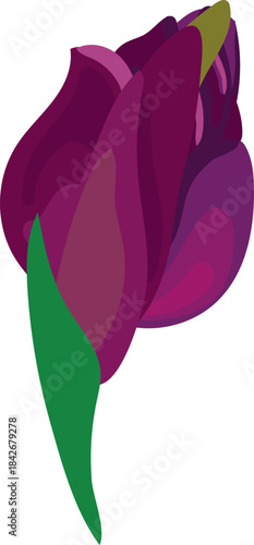 Purple flower bud of banana palm on white background.