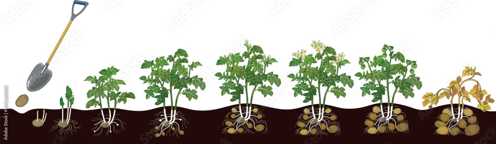 Fototapeta premium Life cycle of potato plant development from planting the tuber and sprouting to harvesting. Growth stages (phenophases) of potato plant isolated on white background