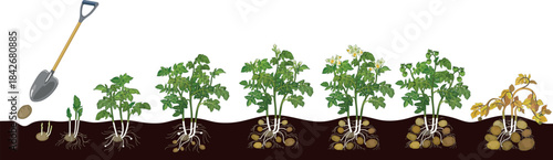 Life cycle of potato plant development from planting the tuber and sprouting to harvesting. Growth stages (phenophases) of potato plant isolated on white background