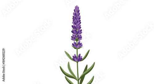 Elegant sprig of purple lavender flowers with green leaves shown in a clean and detailed graphic vector illustration.