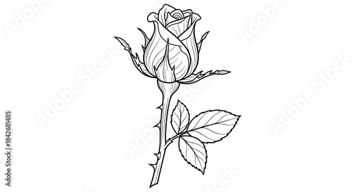 Elegant line art drawing of a single blooming rose bud with leaves and small thorns on the stem in a minimalist black and white style.