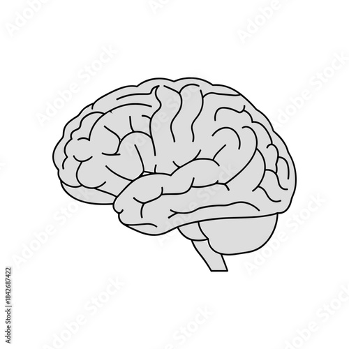 Stylized illustration of a human brain with detailed convolutions.