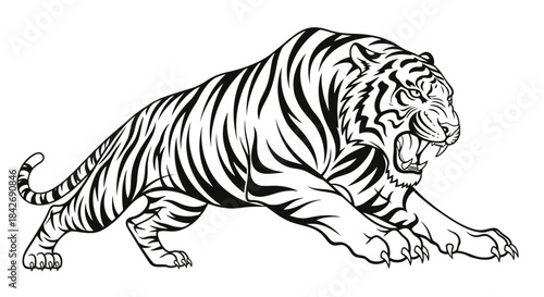 Aggressive Tiger Illustration Black and White Striped Predator