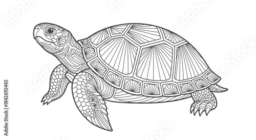 Detailed Line Drawing of a Turtle