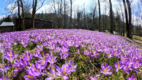 blooming crocuses against the backdrop of an old wooden house