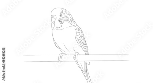 Minimalist Line Art of a Budgie Parrot on a Wire