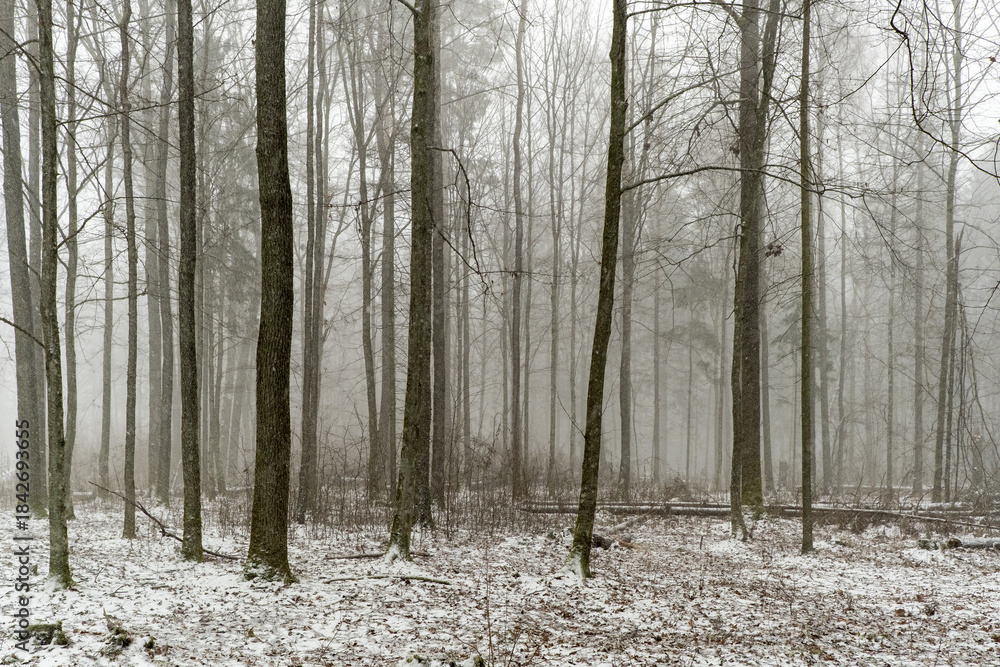Fototapeta premium Trees in Bialowieza Forest in Poland, winter