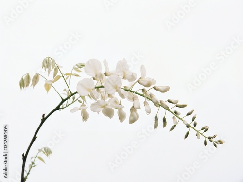 Elegant white wisteria flower raceme on a curved branch against a clean white background.