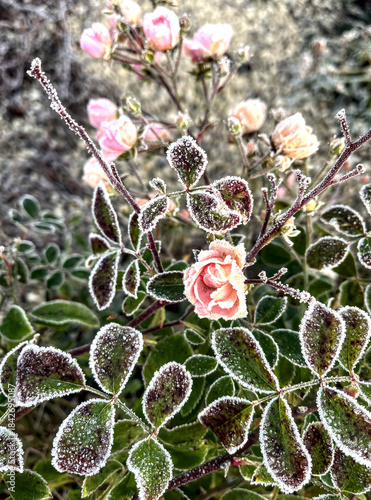 Pink rose covered in frostbite