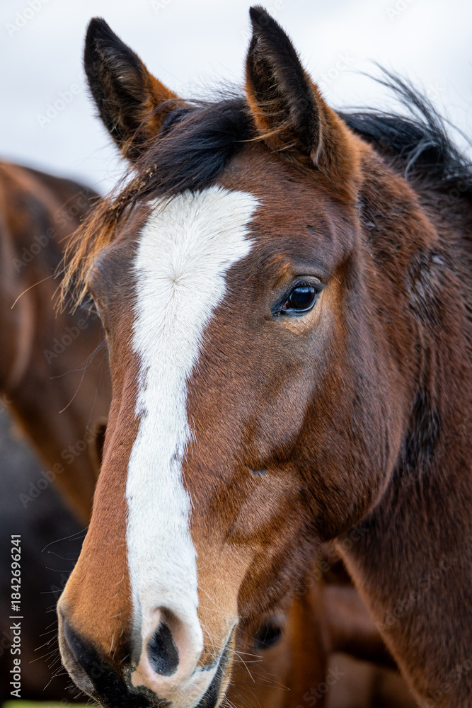 Fototapeta premium Close-Up Portrait of Brown Horse With White Blaze and Alert Ears in Rural Pasture