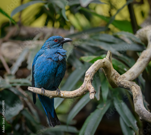 Male Asian Fairy-bluebird, Irena Puella
