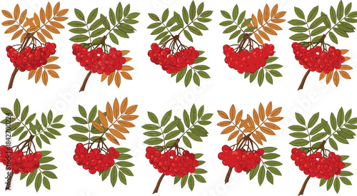Red berry cluster illustration, seasonal leaf variation, botanical vector design, autumn foliage, nature element set, plant identification graphic