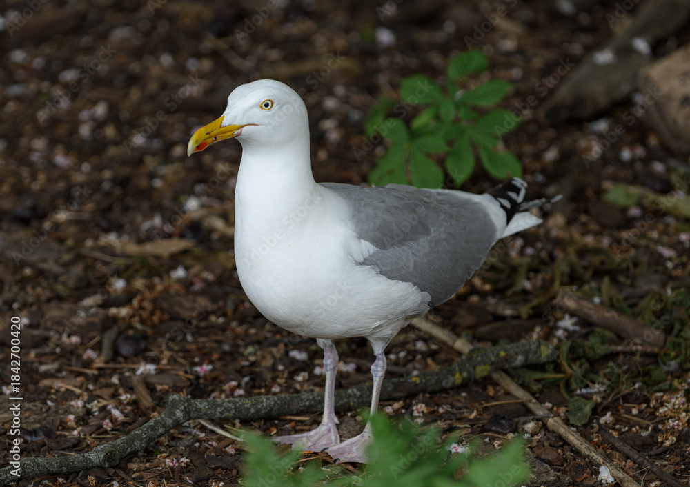 Fototapeta premium European Herring Gull, Larus Argentatus