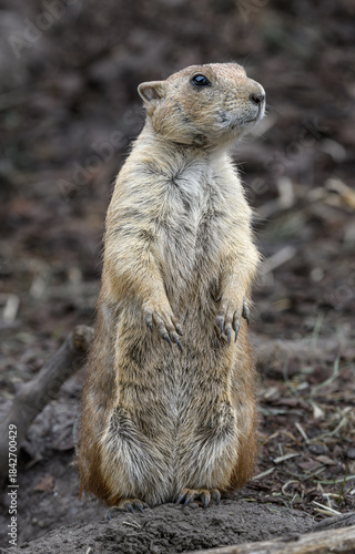 Prairie dog from North America, Cynomys